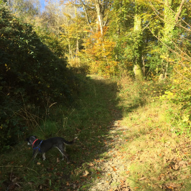 welsh autumn woods